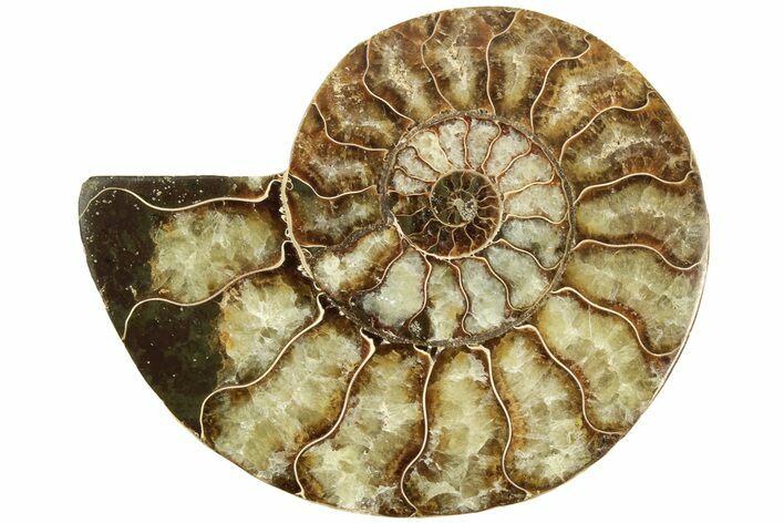 Cut & Polished Ammonite Fossil (Half) - Madagascar #206771